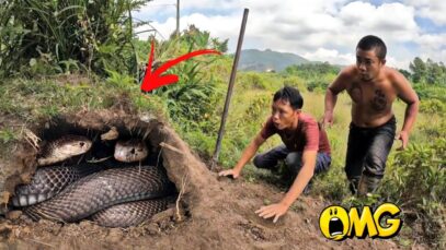 Hunters Fierce Confrontation With 3 Giant Black Cobras