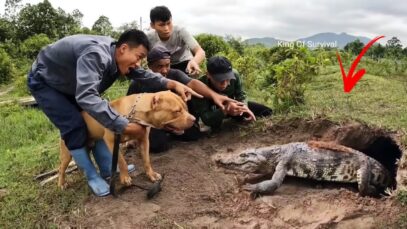 Un pitbull courageux attrape un crocodile géant